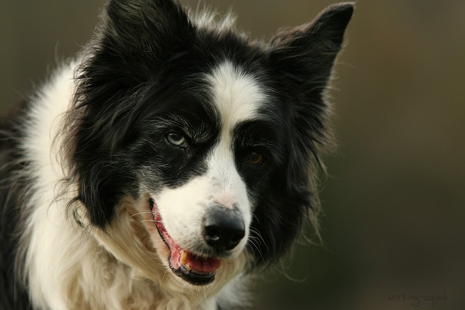 Hunde, die alt werden sollen